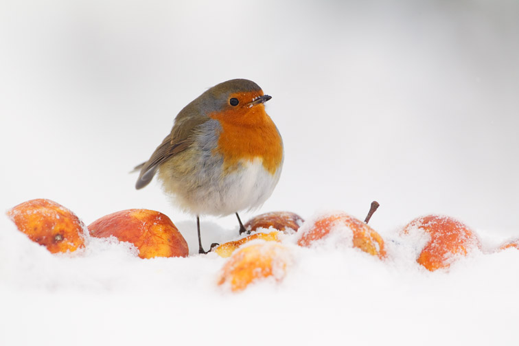 Robin Erithacus rubecula, perched on apple in snow, Inverness-shire, November